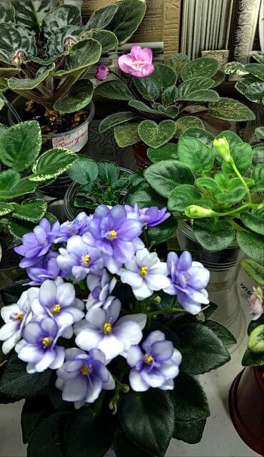 петуния цветы: В продаже детки сортовых мини и полумини фиалок 🌺🌿🌺. Есть черенки — 16