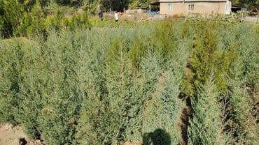 семена сахарный свекла: Продаю саженцы хвойные. Можжевельник. Туя коллоновидная.Туя книжка — 14