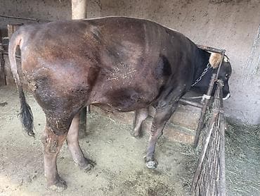 сколько стоит бык 2025: Продаю | Бык (самец) | Привязанные — 2