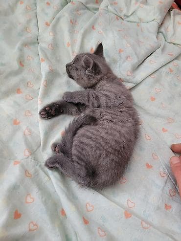 савана кошка: Серый котёнок шотландской породы, с короткой мягкой шерстью и — 3