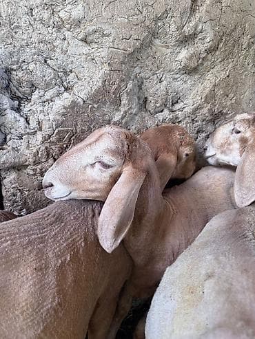 кошки шатланский: Продаю | Ягненок | Арашан | Для разведения | Племенные — 5