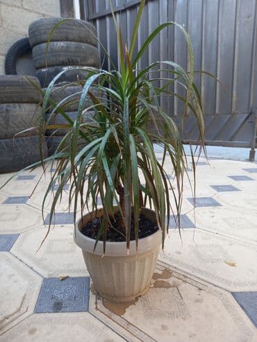 купить полку для цветов: Этажерка для цветов, Б/у, Железо, Самовывоз — 4