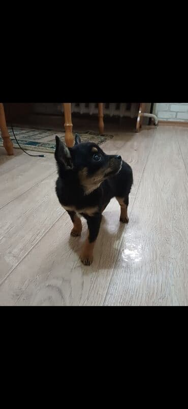 каракол собаки: Продаются щенки той терера возраст 2 месяца 2 мальчика,2 девочки — 8