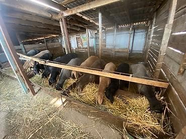 Продаю | Ягненок | Гиссарская | На забой at lalafo.kg Продаю | Ягненок | Гиссарская | На забой