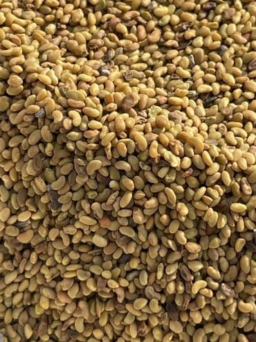 битал теке: Озүбүздүн талаалардан чыккан 100% Беде урук көп жылдык. Быйылкы жана — 1