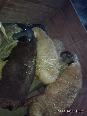 собака сокулук: Сатам | Ургаачы кой (ургаачы), Кочкор (эркек) — 3