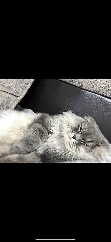 Аквариумдар: Мышык бекер берилет: Скотиш Фолд (Шотландиялык шалпаң кулак), 3 жаш, Эркек, Бычылган, Лотокко барууга үйрөтүлгөн, Курттардан тазаланган — 1