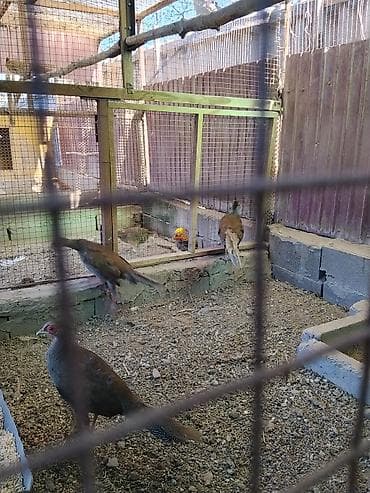 фазани: Продаю молодых серебряных фазанов — 1