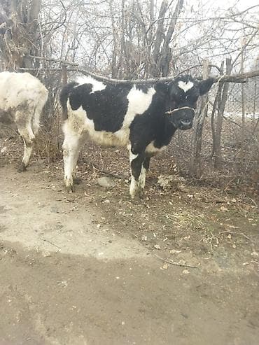 шивиц уйлар: Продаю | Тёлка | Полукровка | На откорм | Привязанные — 5