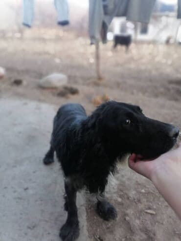 вязка кошек ош: Спаниель, 2 года, Самец — 1