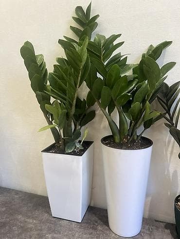 вода эмульсионка: Зензи(Zamioculcas zamiifolia), сорт с утолщёнными побегами и плотными — 9