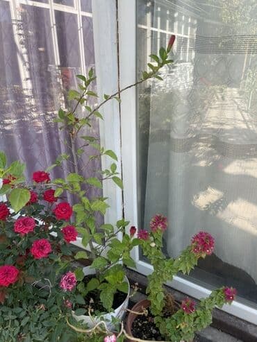 купить фикус: Комнатные/садовые декоративные растения в горшках 1) Молочай Миля — 3