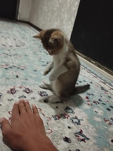 животные кошка: Британская короткошёрстная, 3 месяца, Девочка, Золотая шиншилла, Приучена к лотку, Проглистована — 3