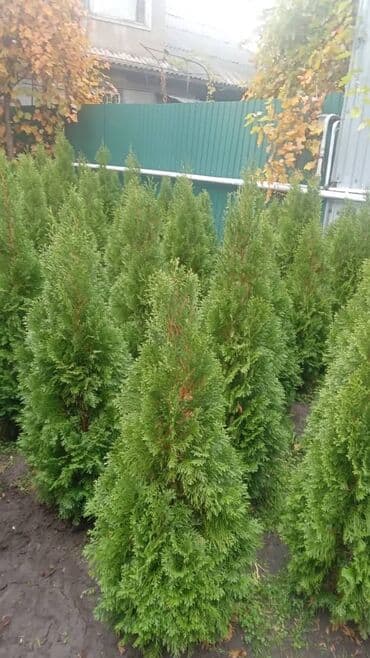 Туя западная (сорт Смарагд) — плотные конические кусты для живой