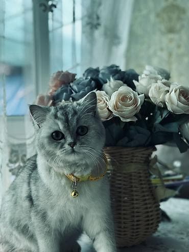 Ветеринар кызматы: Табылган : Британ кыска жүндүү, Эркек, Күмүш өңдүү шиншилла — 1