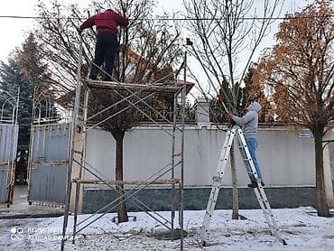 цветы букеты: Обрезка плодовых деревьев !!! Также обрезка хвойных и различных — 2