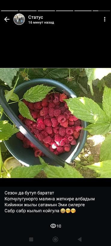 Малина В розницу