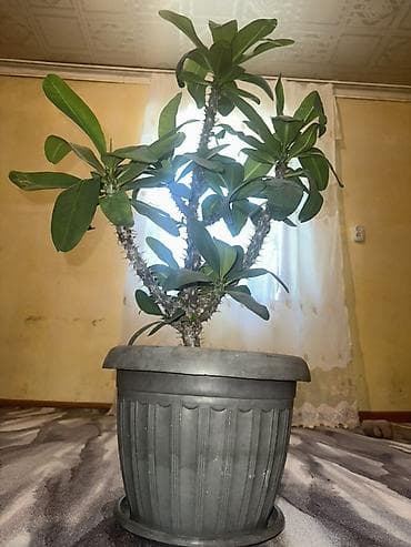 баа: 🪴 Комнатные растения по доступным ценам! 🌿 Цены — от 200 до 800 сом — 6