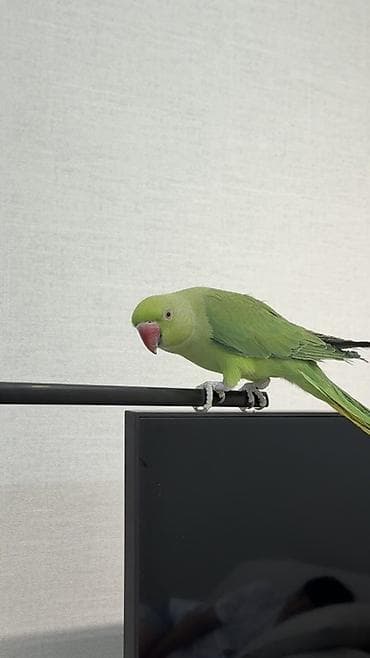 голубые чулки: Зелёный попугай (ожереловый/кольчатый тип) — ручной компаньон для дома — 2