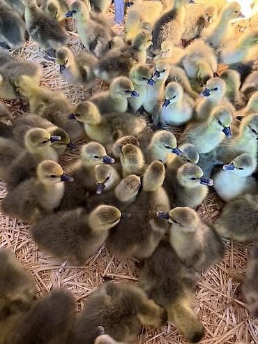 продажа собак в бишкеке: ГУСЯТА ПОРОДА «КРУПНАЯ СЕРАЯ»
Г.КАНТ — 2