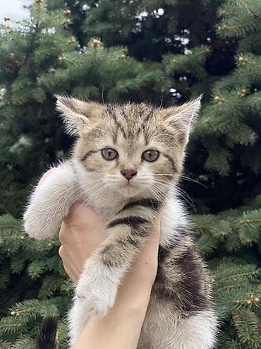 Үй жаныбарлары: Котята шотландской породы скоттиш фолд и скоттиш страйт Приучены к — 7