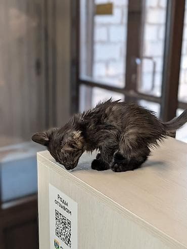 Мышыктар: Отдам в хорошие руки Кошечка, красивые миндалевидные глазки, окрас — 3