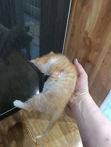объявления про котят: Отдам даром двух котят — 4