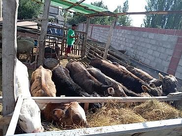 коровы симентал: Продаю | Бык (самец) | На откорм — 4