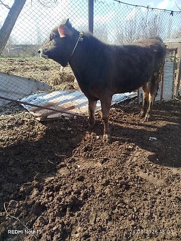 1 5 тай: Продаю | Бык (самец) | На откорм | Привязанные — 1