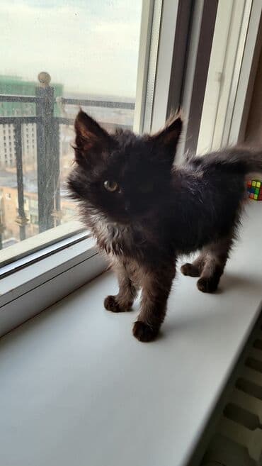 белая шотландская вислоухая кошка: Беспородная, 1 месяц, Девочка, Черный, Приучена к лотку — 7