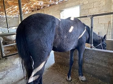 прокат лошади: Продаю | Кобыла (самка), Жеребенок | На забой, Для разведения — 1