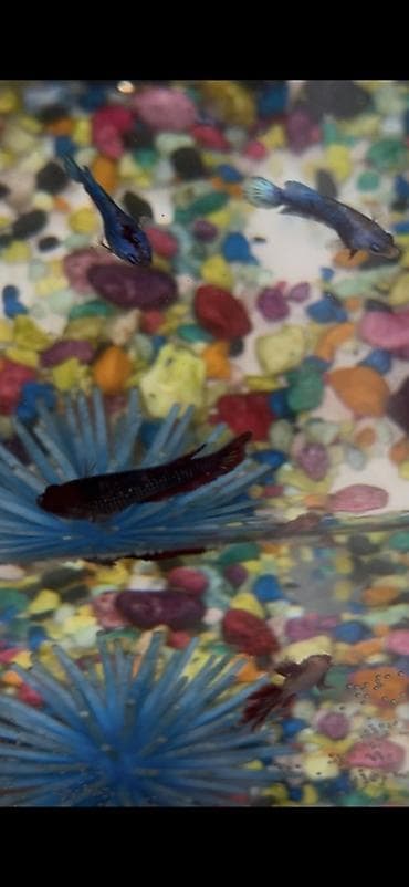 корым: Бойцовые рыбки (Betta splendens) — разноцветные самцы и самки — 4