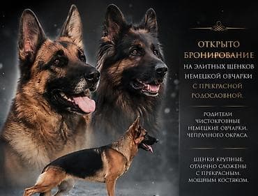 щенки пекинеса: Готовы к бронированию чистокровные щенки немецкой овчарки чепрачного — 1