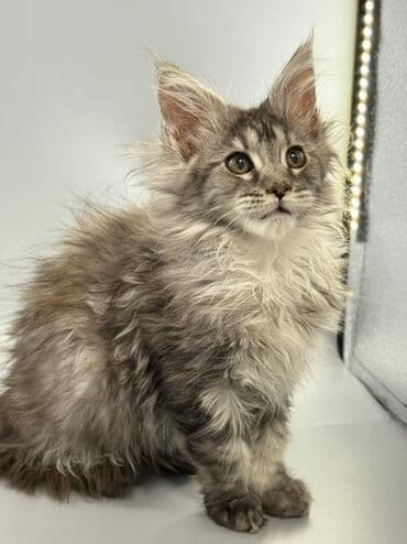 шотландские шиншилла котята купить: Порода: мейн-кун (котёнок) Окрас: серебристо-дымчатый с белым — 2