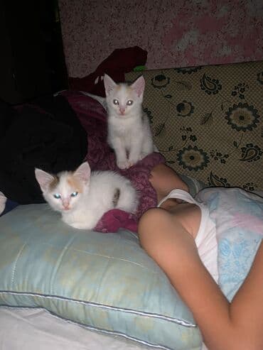 домик для котенка: Два очаровательных котёнка-трёхцветки (белый окрас с рыжими и серыми — 3