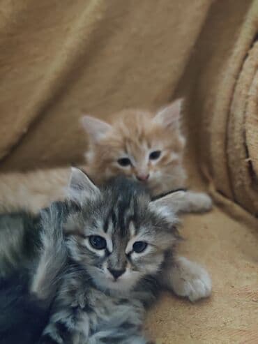 новорожденные котята: Котята домашние, пушистые, разного окраса: - дымчато-серые тигровые с — 1