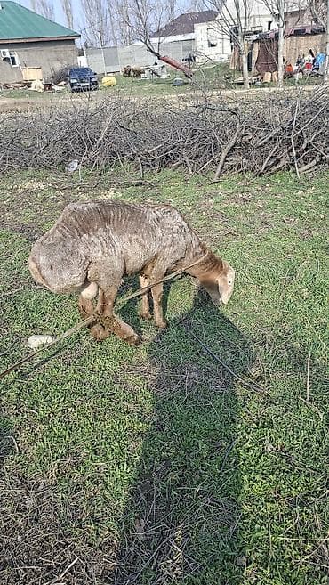 А/ч жаныбарлары үчүн тоюттар: Сатам | Кочкор (эркек) | Эдильбай | Көбөйтүү үчүн — 2