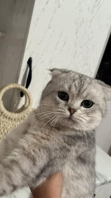 кошку: Вязка: Скотиш Фолд (Шотландская вислоухая), Мальчик, 2 года, С прививками, Серый — 4