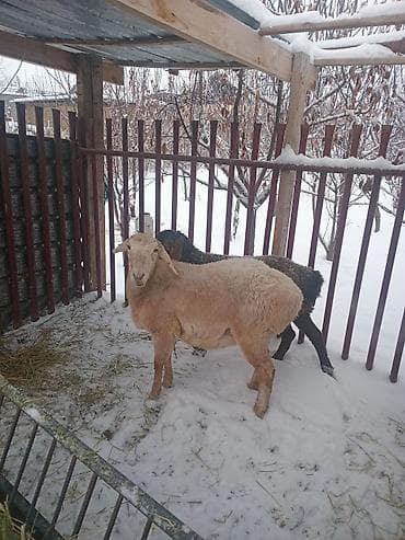 отдам бесплатно котенка: Продаю | Овца (самка) | Для разведения — 4