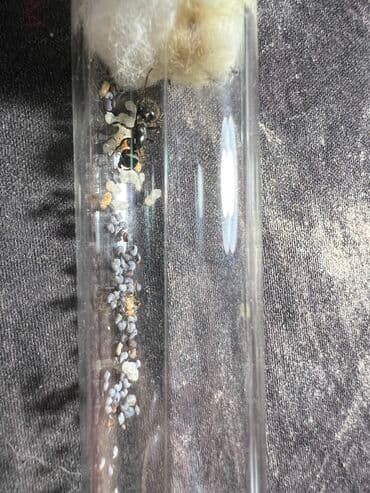 купить муравьиную ферму с муравьями: Муравьиная матка с расплодом. в наличии много колоний (фото старое) в — 3