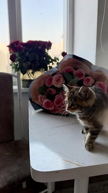 русская дымчатая кошка: Скотиш Страйт (Шотландская прямоухая), 2 месяца, Девочка, Приучена к лотку, Проглистована, С документами — 8