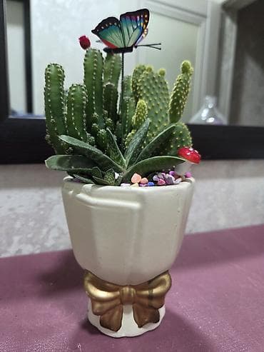 полотер: Композиции из кактусов и суккулентов в горшках - Наборы мини-кактусов — 9