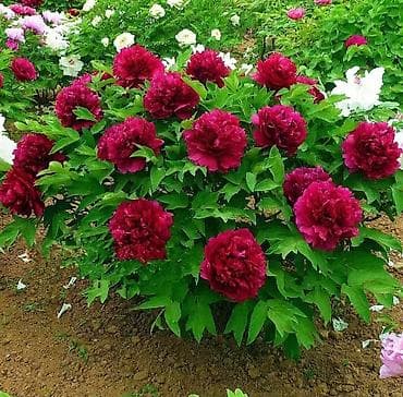 продаю пионы: Пионы — клубни/саженцы Пионы травянистые. Пионы клубнями. Пионы — 5