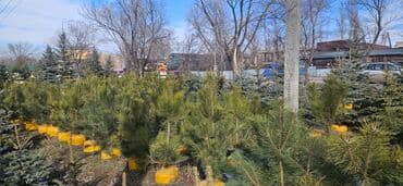 диваны бишкек табылга: Пихта,Голубые ели,Голубая ель,Сосна,Можевельник,Ёлка — 3