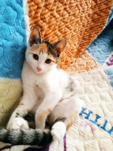 Беспородная, 7 месяцев, Девочка, Приучена к лотку at lalafo.kg Беспородная, 7 месяцев, Девочка, Приучена к лотку