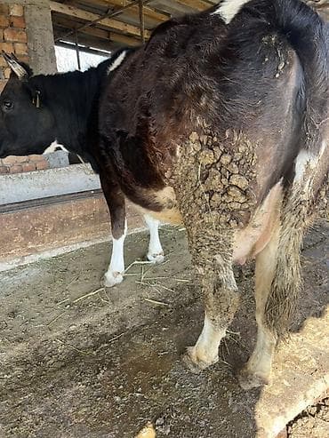 высокодойные коровы: Продаю | Корова (самка) | Для молока | Привязанные — 2