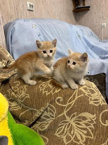 манчкин котенок: ОТДАМ В ДОБРЫЕ РУКИ! Только ответственным людям в хорошие условия! — 8