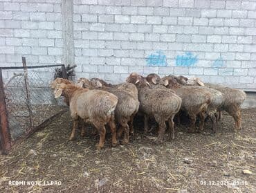 породистые собаки ищут дом: Продаю | Баран (самец) | Для разведения | Племенные — 3