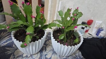 тюльпаны цветы: Декабрист (Schlumbergera) — комнатный кактус с плоскими членистыми — 10