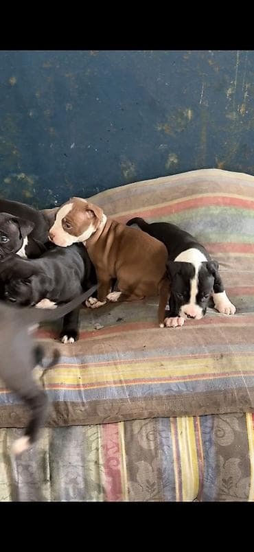 Щенки Амстафф. Родились 22.12.25 Окрас в помёте разный: - чёрные с